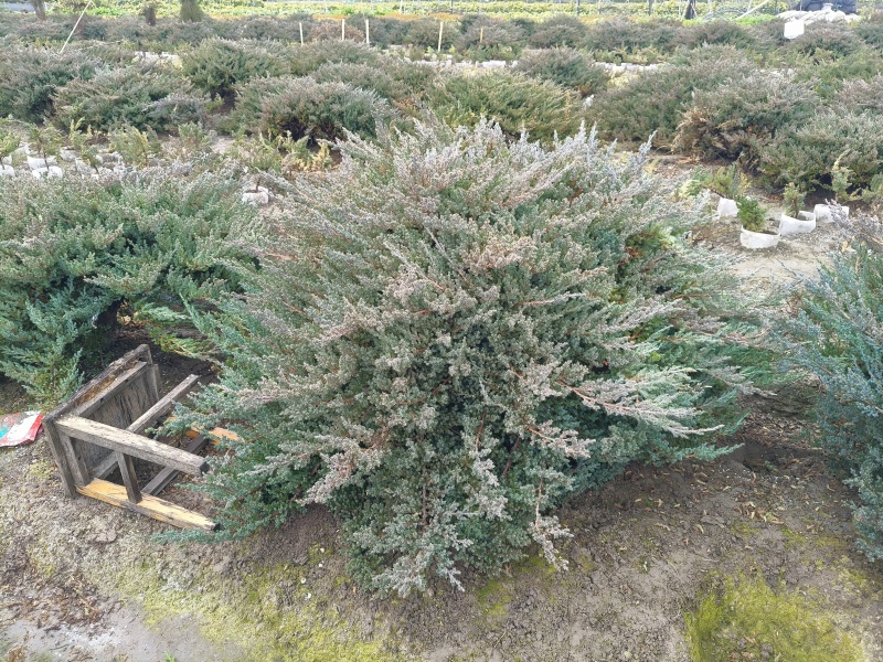 爬地柏球高度30cm，冠幅80cm、1m、1.2m，有量