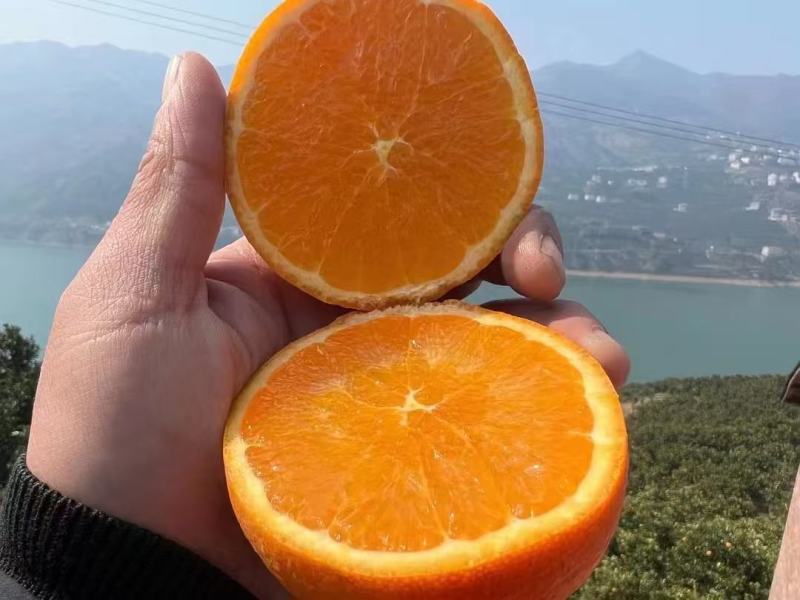 甄选伦晚脐橙诚信的我买诚信的果无套路真心用心