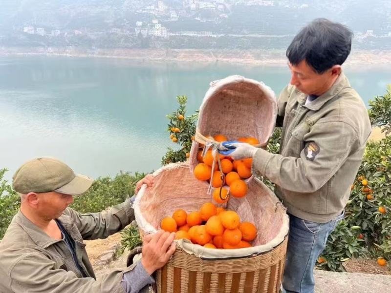 甄选伦晚脐橙诚信的我买诚信的果无套路真心用心