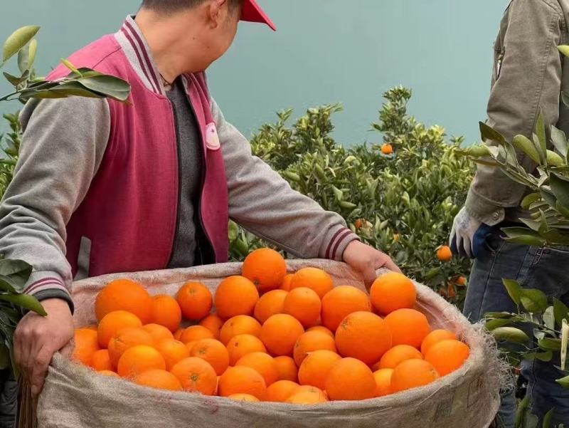 甄选伦晚脐橙诚信的我买诚信的果无套路真心用心