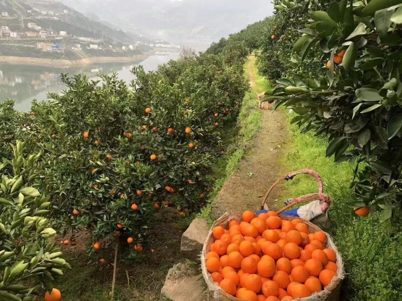 甄选伦晚脐橙诚信的我买诚信的果无套路真心用心
