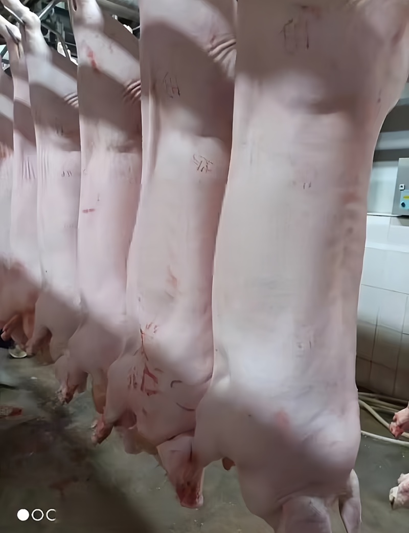 大量供应60kg以上白条