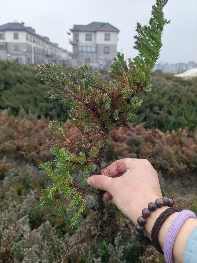 爬地柏色块高度30cm以上，价格优惠欢迎订购。