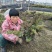 爬地柏色块高度30cm以上，价格优惠欢迎订购。