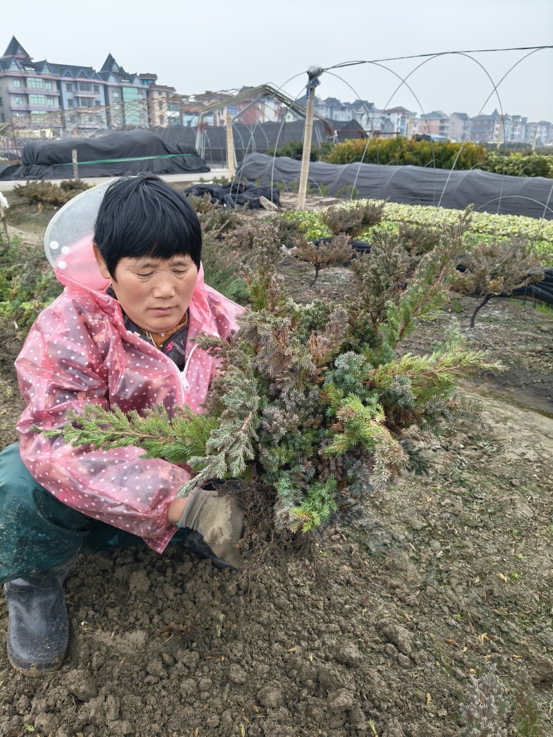 爬地柏色块高度30cm以上，价格优惠欢迎订购。