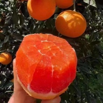 精致甄选的中华红橙果子美丽价格美丽诚信的卖果子