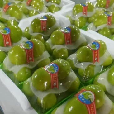 福建青枣牛奶枣蜜枣翠蜜