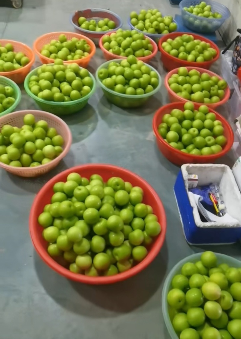 福建青枣牛奶枣蜜枣翠蜜
