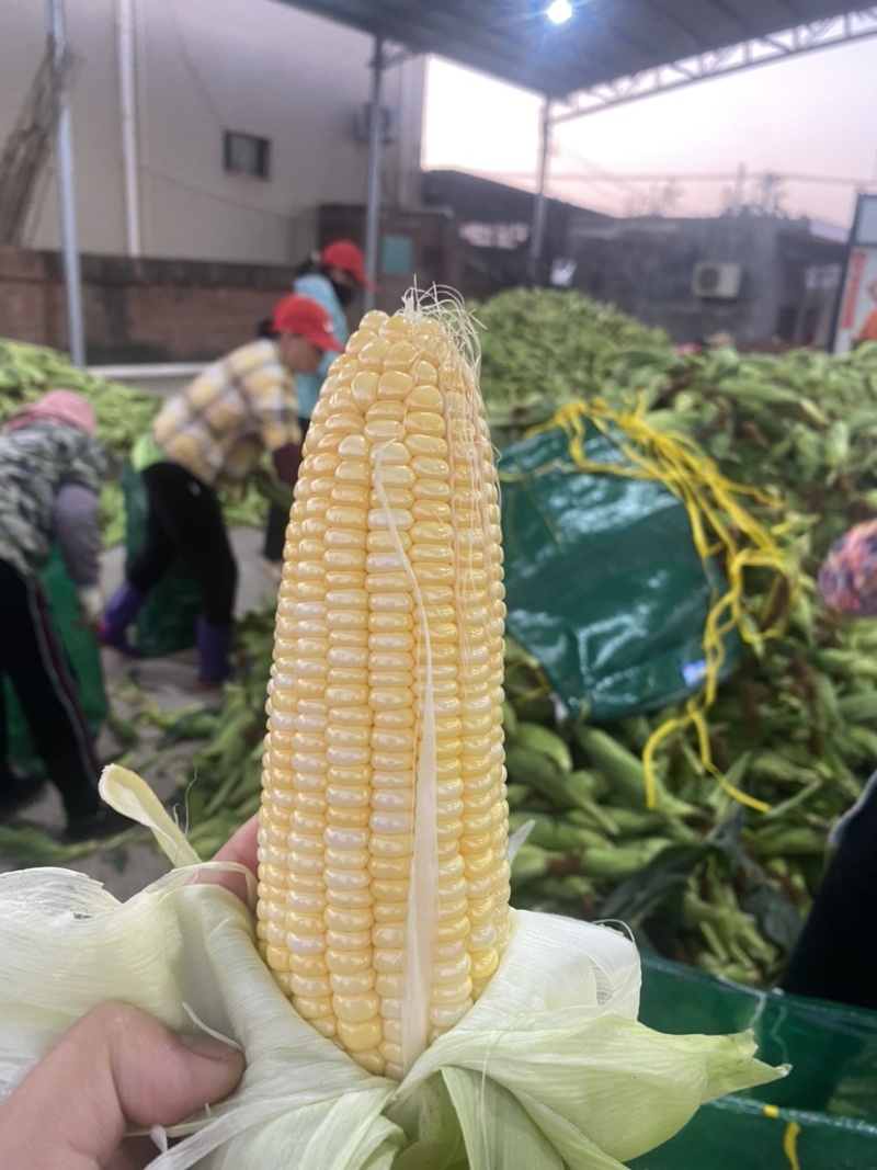 广东【黄甜】鲜玉米大量上市，产地批发，品种齐全质量保证