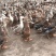 8000只玉米鸭