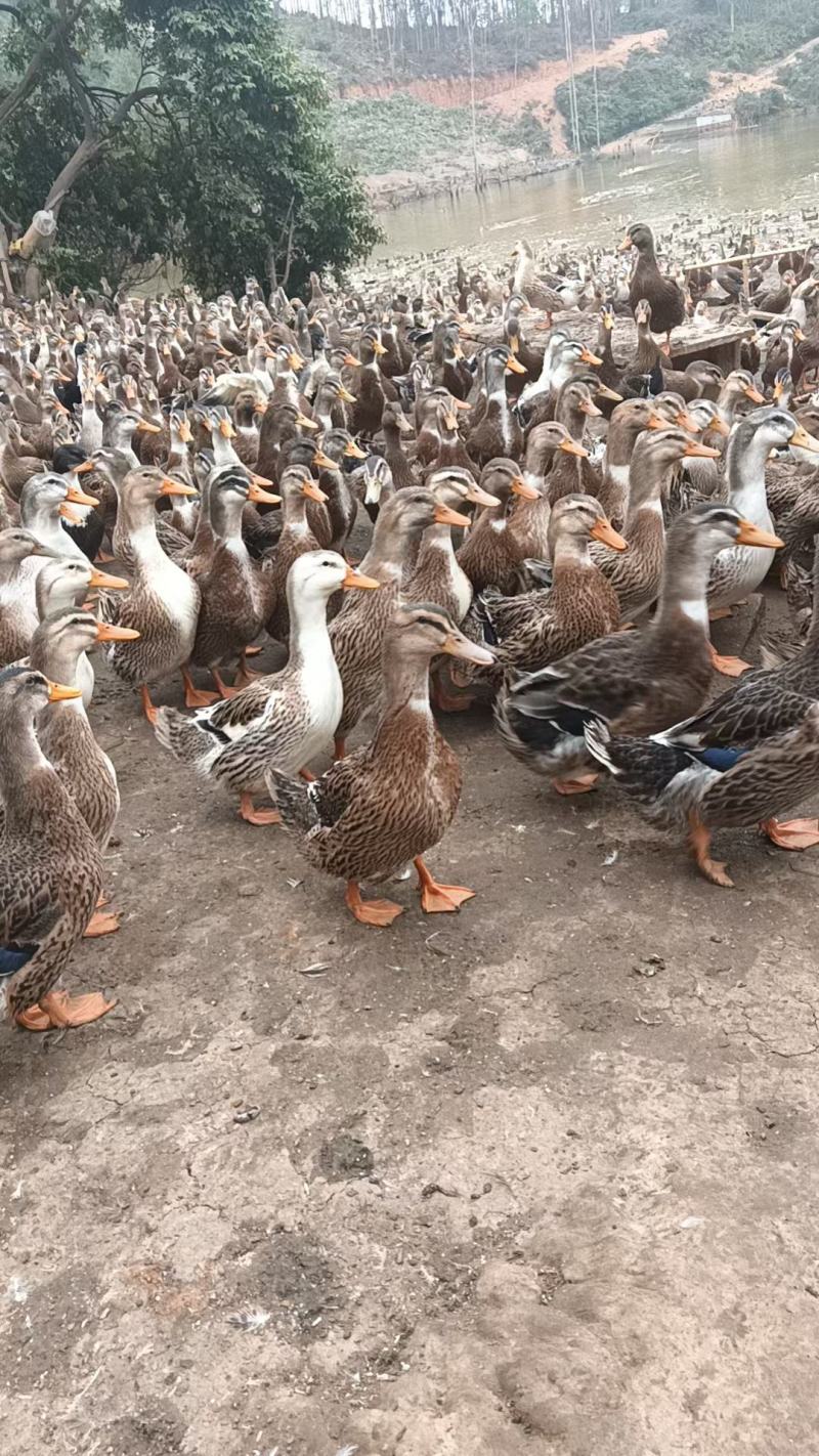 8000只玉米鸭