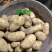 土豆种子荷兰十五脱毒种薯抗病高产销售全国各地。