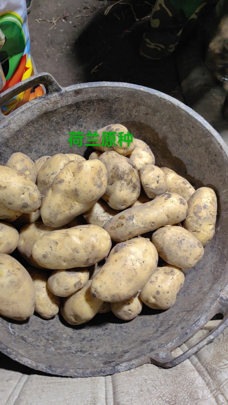 土豆种子荷兰十五脱毒种薯抗病高产销售全国各地。