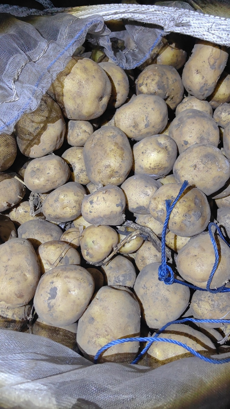 土豆种子荷兰十五脱毒种薯抗病高产销售全国各地。