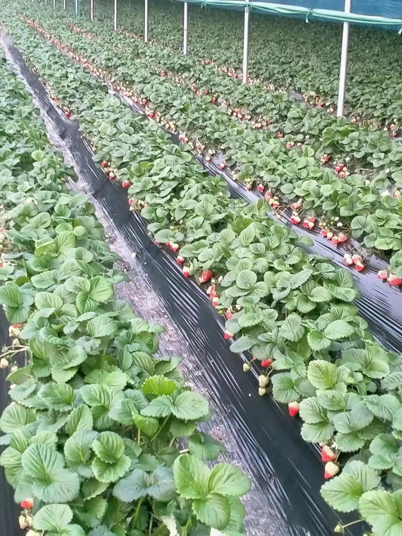便宜卖了哈自己种植海阳大草莓