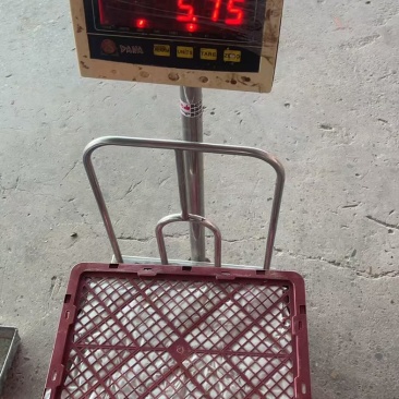 优质小米椒