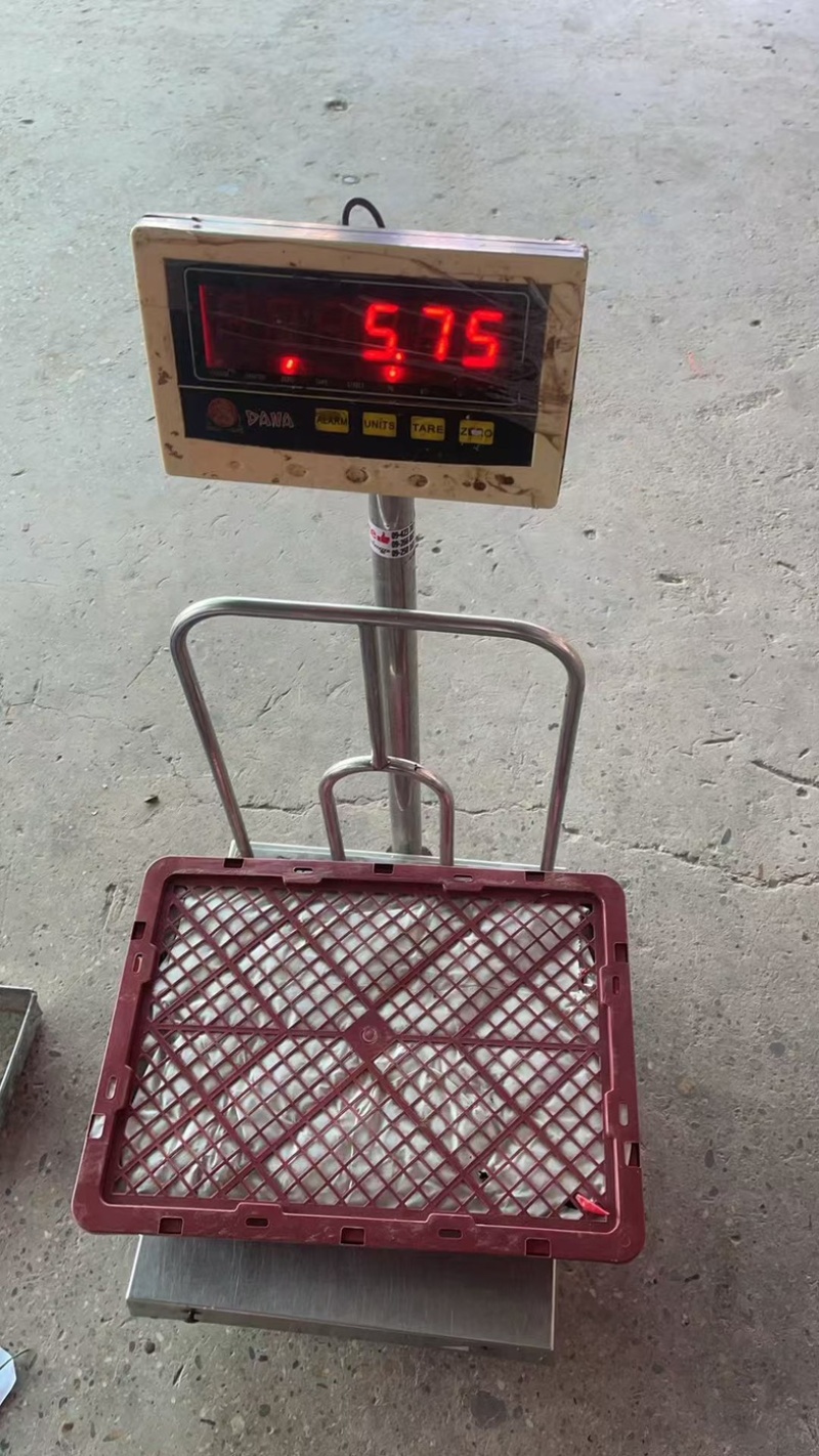 优质小米椒