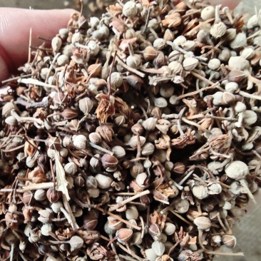 中药材菩提花菩提子椴树花子菩提叶子干菩提花