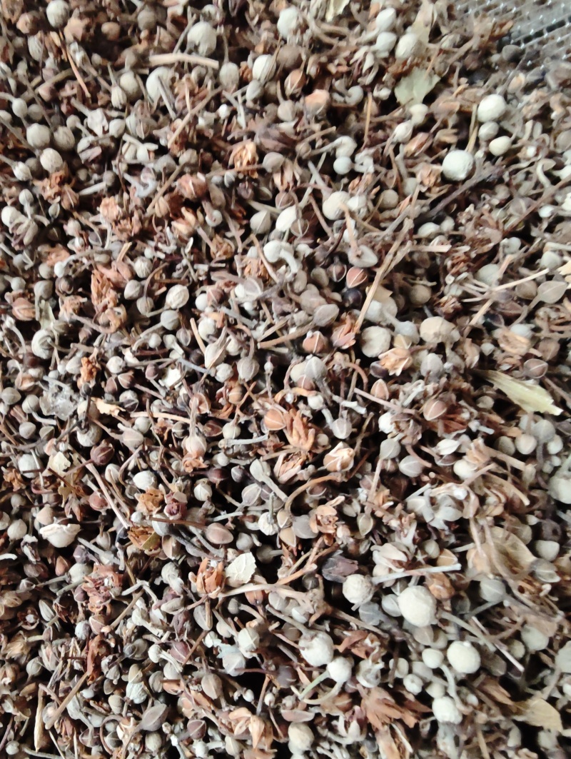 中药材菩提花菩提子椴树花子菩提叶子干菩提花