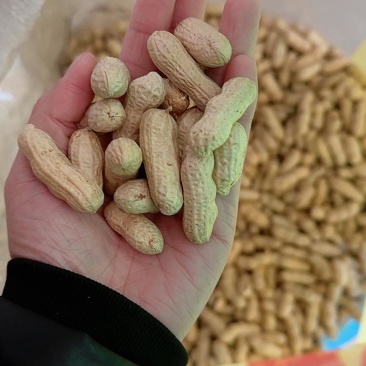 带壳花生，皮果子鲁花白沙四粒红黑花生双仁精选挑拣花生带壳