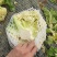 花菜云南白面青梗松花菜个头均匀面白小米全国发货