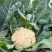 花菜云南白面青梗松花菜个头均匀面白小米全国发货