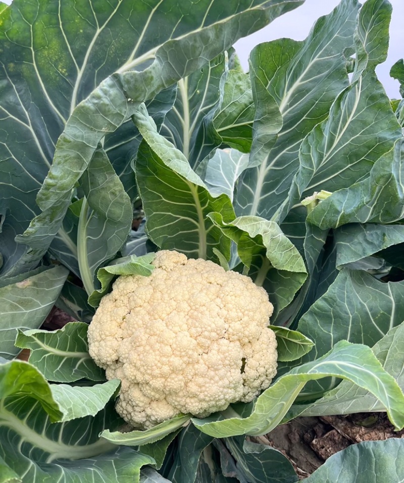 花菜云南白面青梗松花菜个头均匀面白小米全国发货