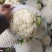 花菜云南白面青梗松花菜个头均匀面白小米全国发货