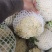 花菜云南白面青梗松花菜个头均匀面白小米全国发货