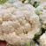 花菜云南白面青梗松花菜个头均匀面白小米全国发货