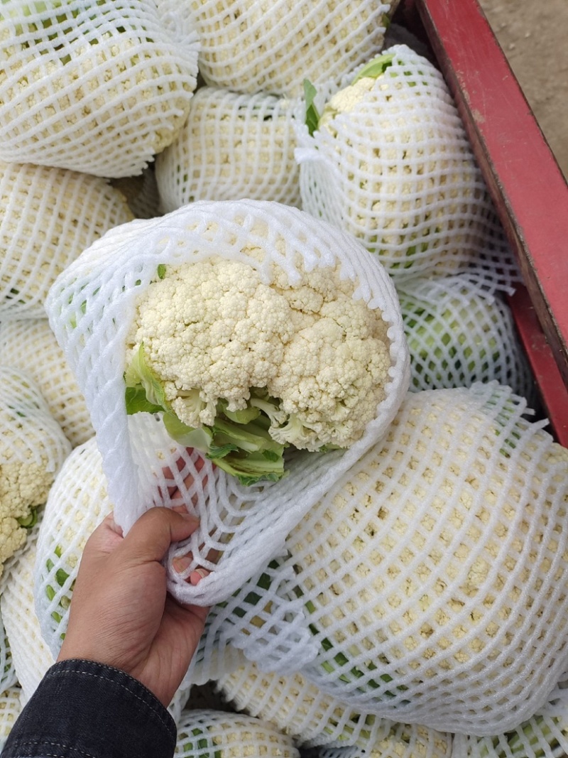 花菜云南白面青梗松花菜个头均匀面白小米全国发货