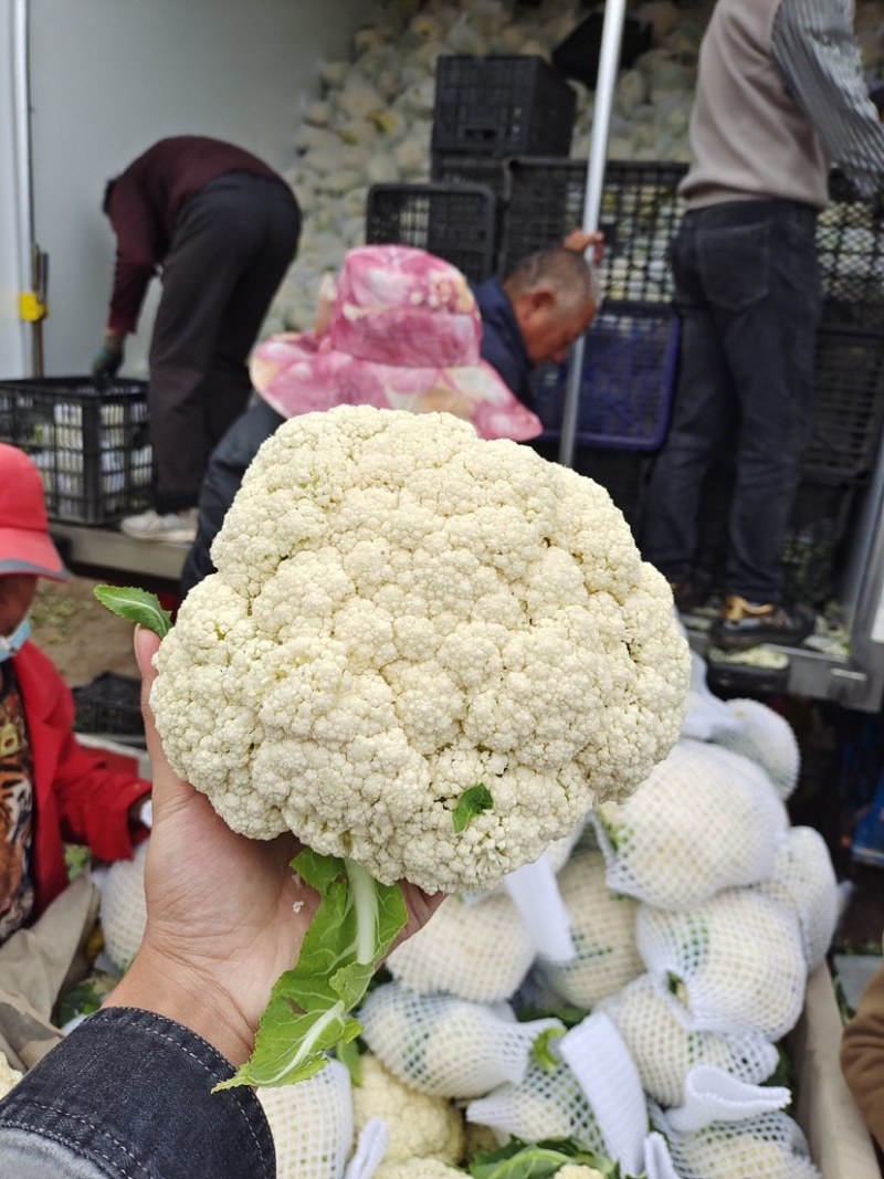 花菜云南白面青梗松花菜个头均匀面白小米全国发货