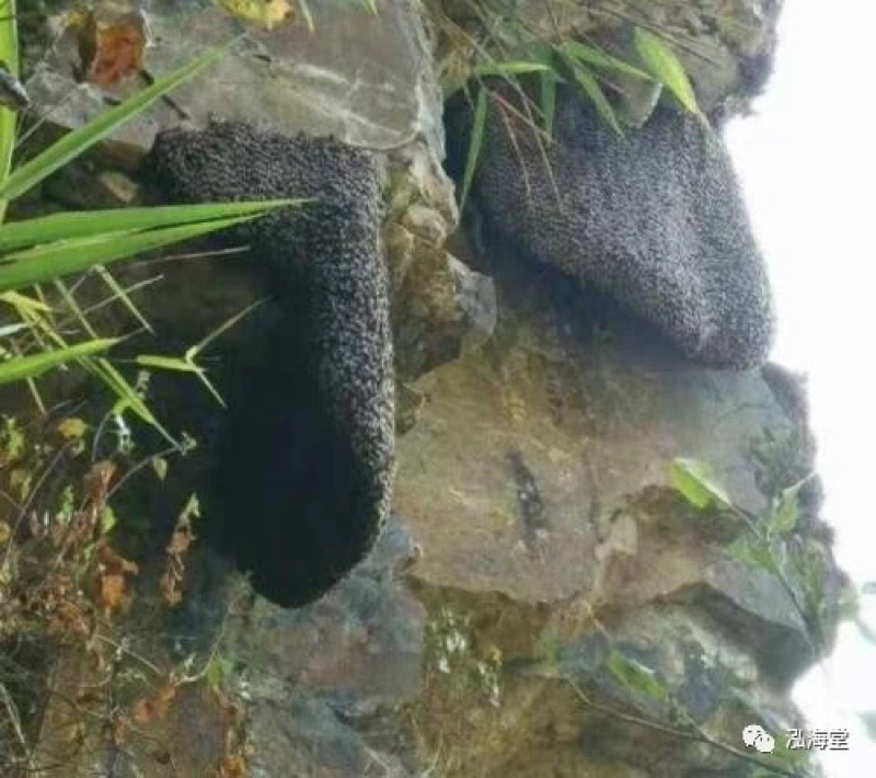 云南野生蜂蜜大量现货支持现场看货品质保证