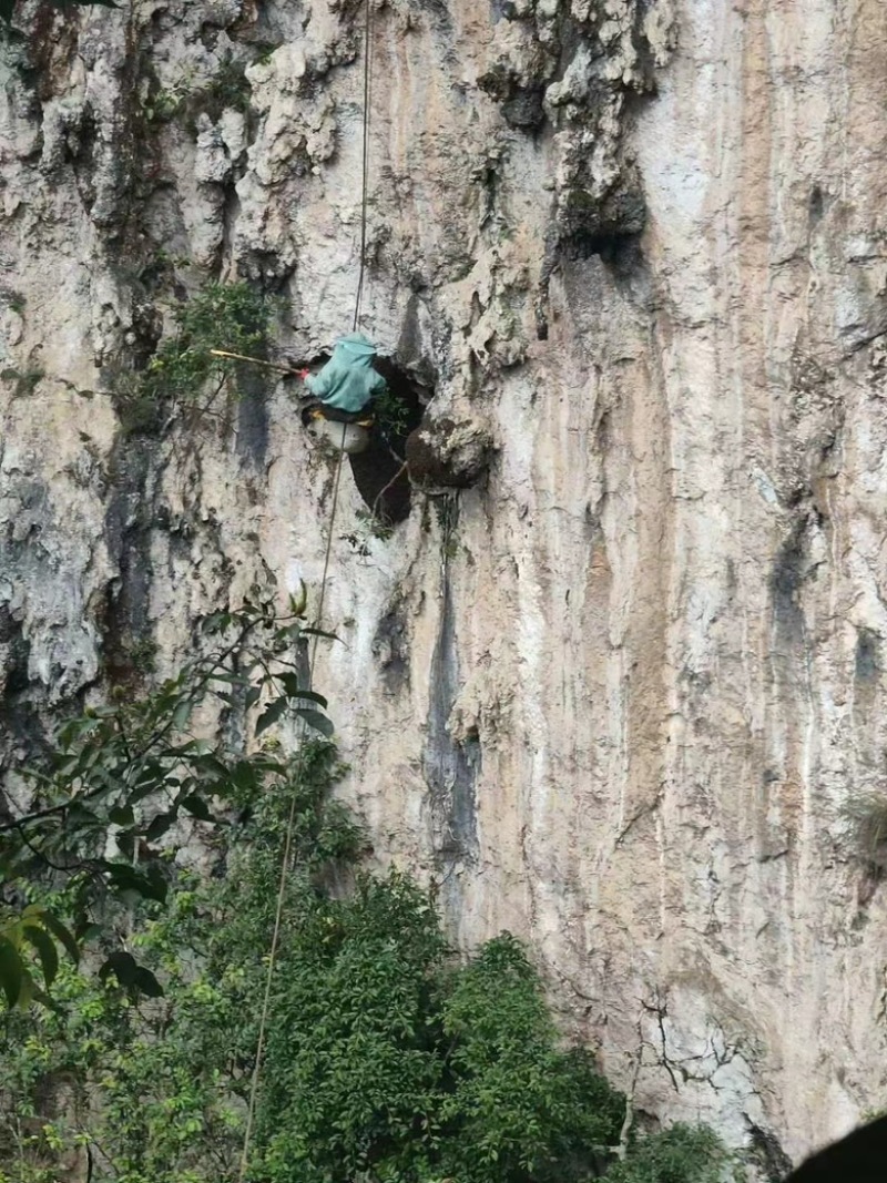 云南野生蜂蜜大量现货支持现场看货品质保证