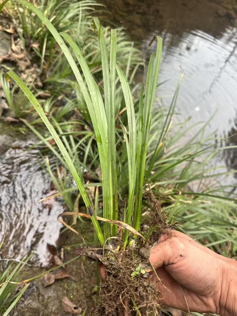 石菖蒲苗大量供应，基地直发，货源充足，包邮发货。