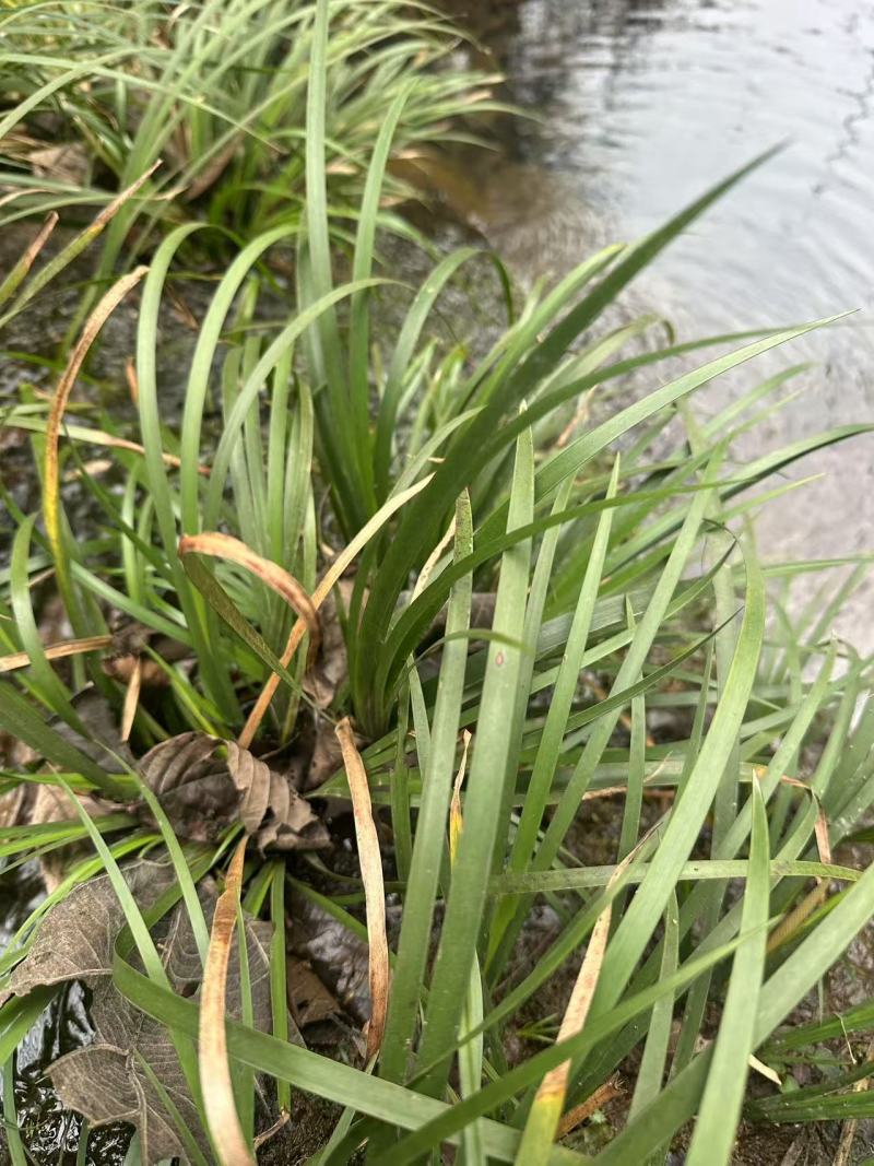 石菖蒲苗大量供应，基地直发，货源充足，包邮发货。