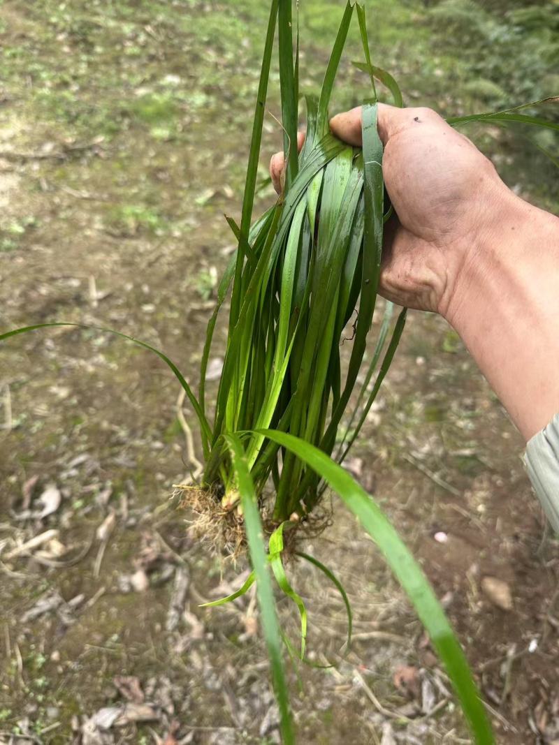 石菖蒲苗大量供应，基地直发，货源充足，包邮发货。