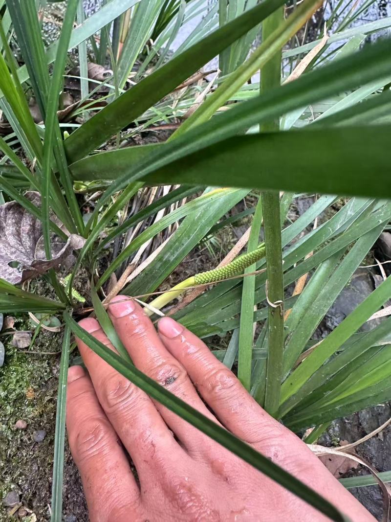 石菖蒲苗大量供应，基地直发，货源充足，包邮发货。