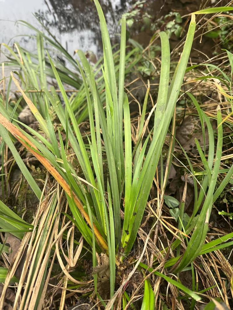 石菖蒲苗大量供应，基地直发，货源充足，包邮发货。