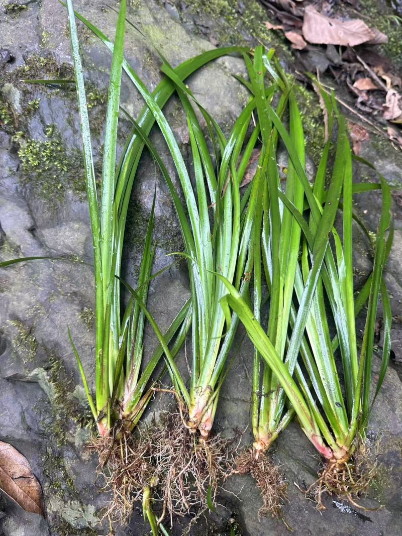 石菖蒲苗大量供应，基地直发，货源充足，包邮发货。