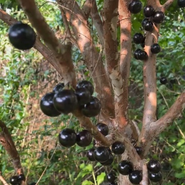 福建嘉宝果树葡萄沙芭
