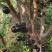 福建嘉宝果树葡萄沙芭