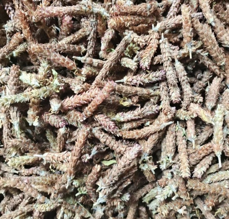夏枯球小球穗大球穗颜色鲜亮可视频看货产地直发