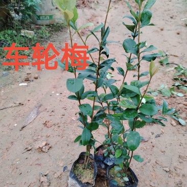 春花/石斑木/车轮梅布袋苗绿化护坡花其**品种之一