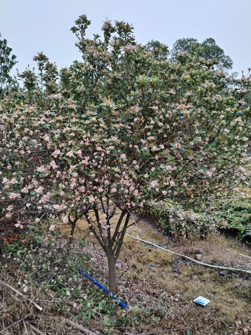 春花/石斑木/车轮梅布袋苗绿化护坡花其**品种之一