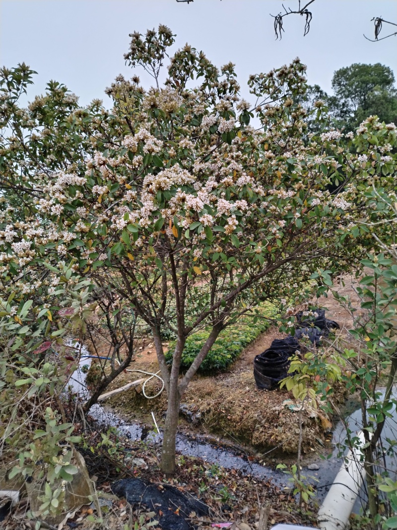 春花/石斑木/车轮梅布袋苗绿化护坡花其**品种之一