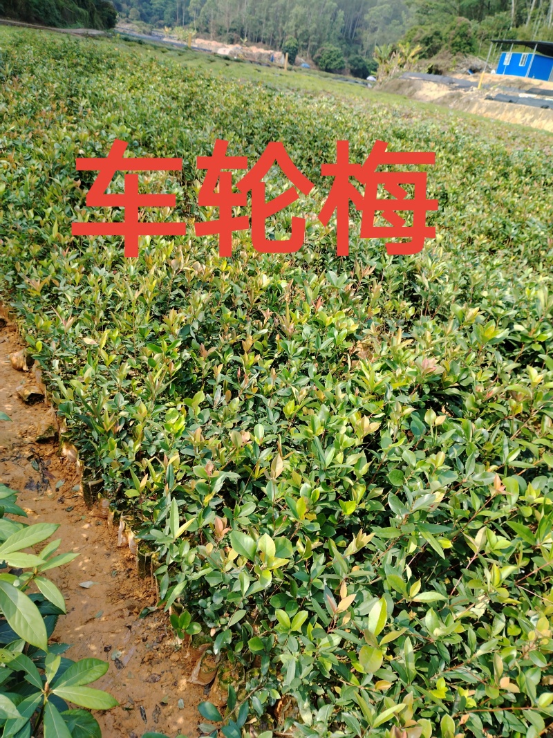 春花/石斑木/车轮梅布袋苗绿化护坡花其**品种之一