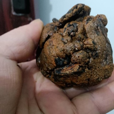 正宗野牛胆结石(牛黄)