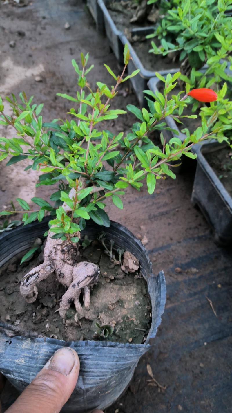 精品籽播花石榴