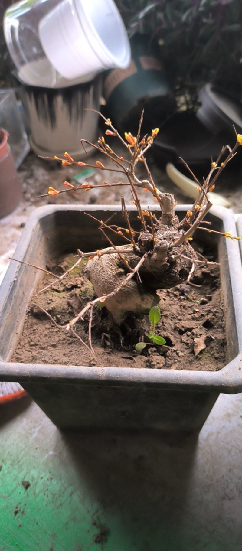 精品籽播花石榴